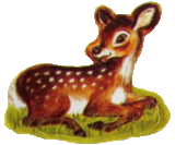 fawn